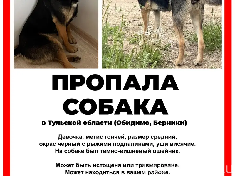 Пропала гончая Стрелка, Тульская область