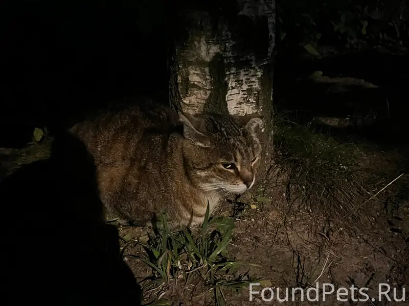 Найдена кошка, Зеленоград
