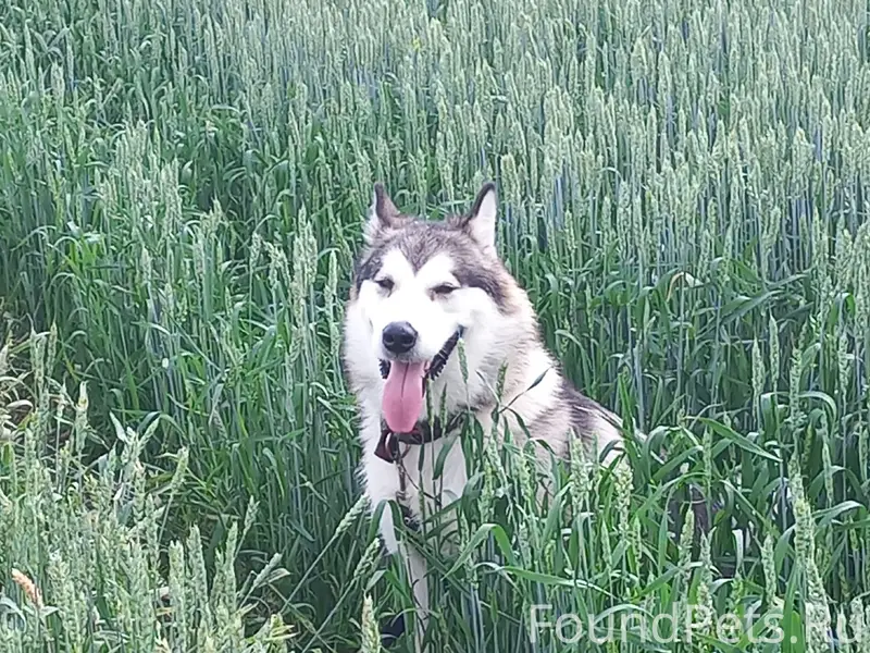 Пропала аляскинский маламут Бэтти, деревня Настасьино