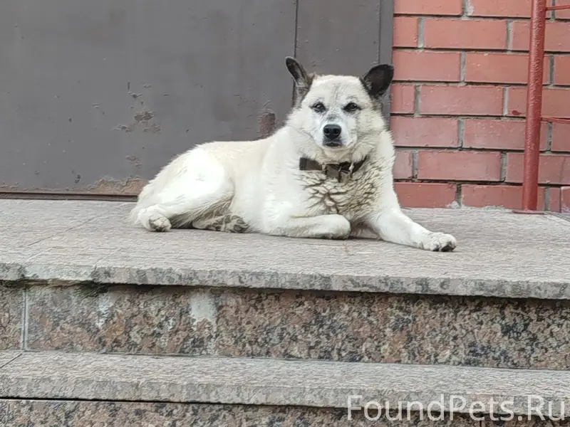 Пропала собака, Магаданская 13