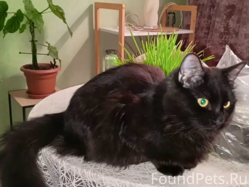 Пропал кот Кузьма, район ул. Юбилейной