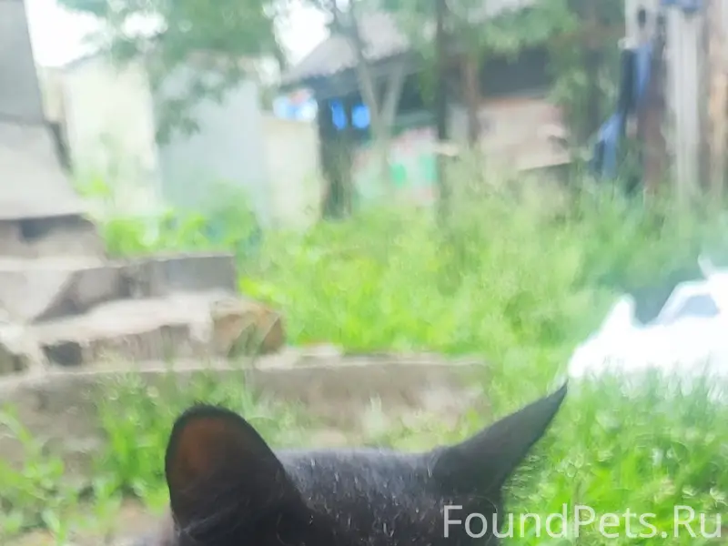 Пропал кот, Нижний посёлок
