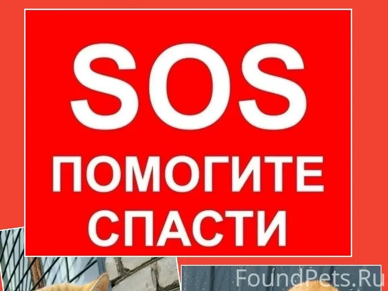 Найден котёнок, Череповец, ул. Гагарина