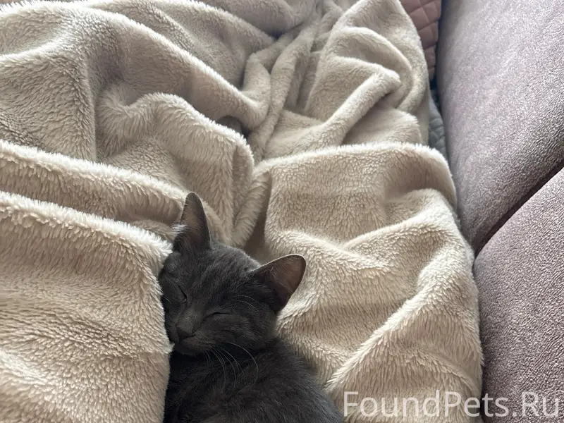 Пропал котёнок, Пионерская, Парковая