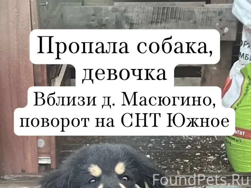 Пропала собака, звоните по номеру +7 (926) 718-97-72