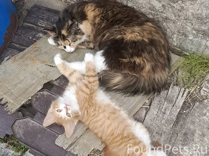 Пропал котёнок Стёпка, Октябрьская 38