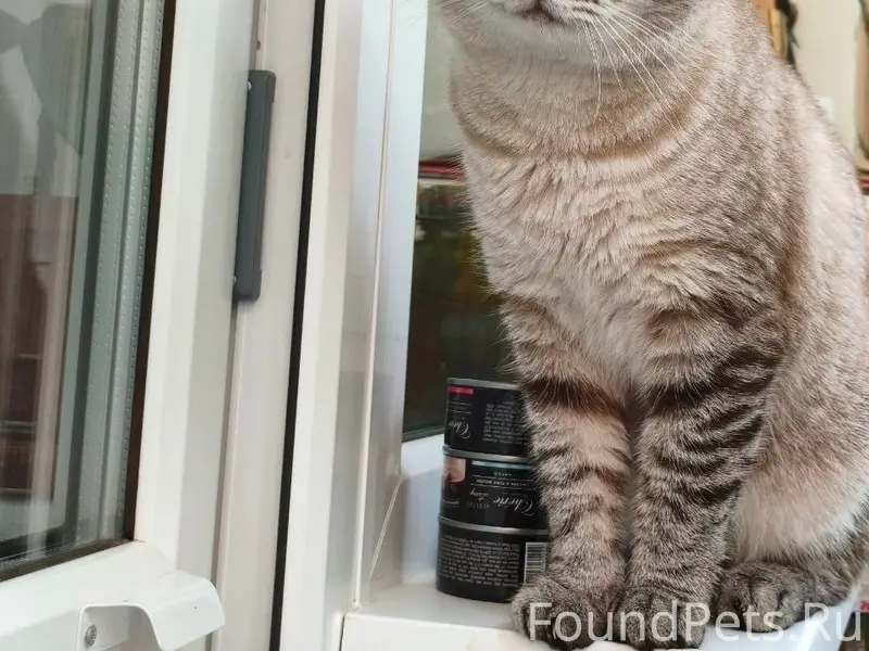 Найдена кошка, Ижевск, ул. Труда