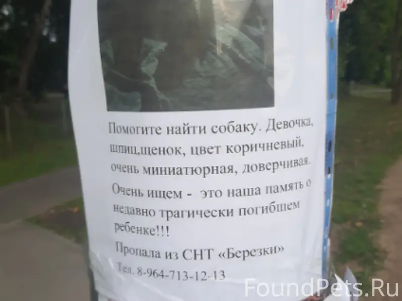Пропала девочка-щенок шпиц, СНТ Берёзки