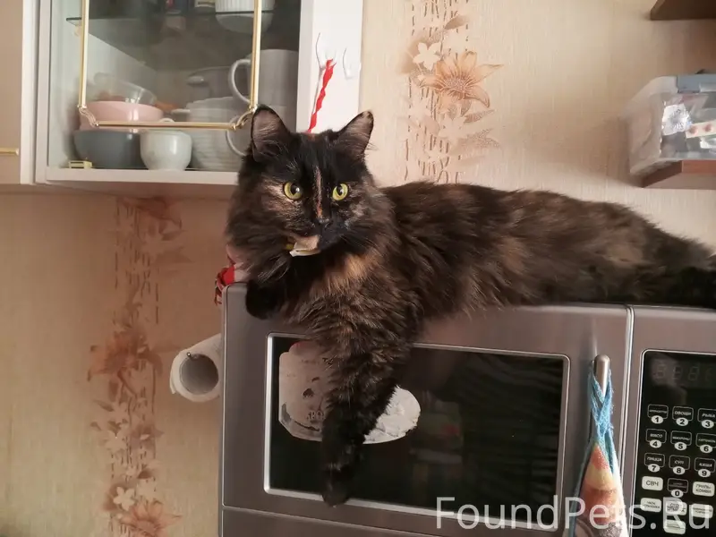 Пропала кошка Маша, п. Дубовое