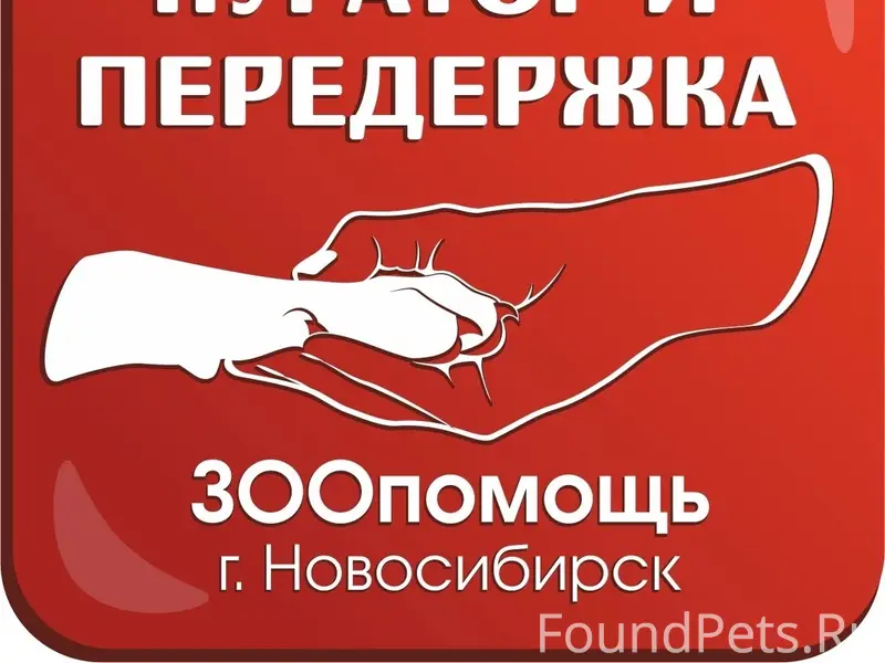 Найдена кошка, Бронная