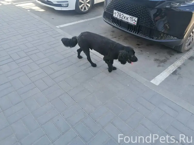 Найден пёс, Бердск