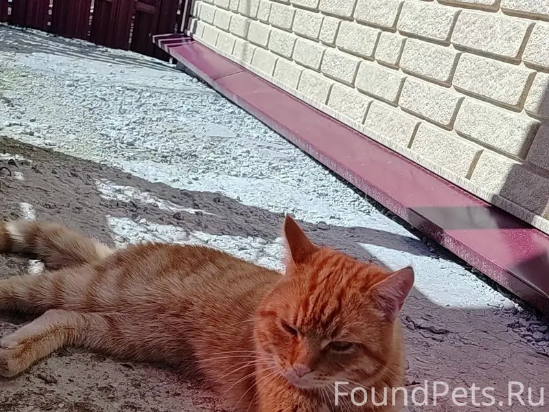 Пропал кот Сима, район Заобрамки