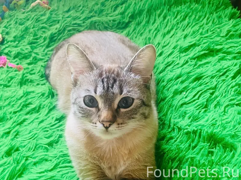 Пропала кошка, район Форелевого хозяйства