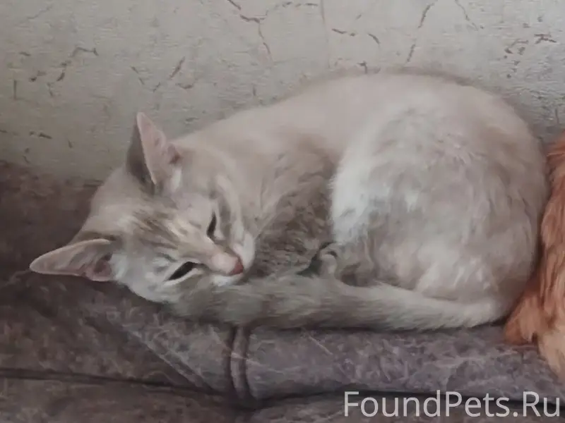 Пропала кошка, глаза голубые, Ленина 7