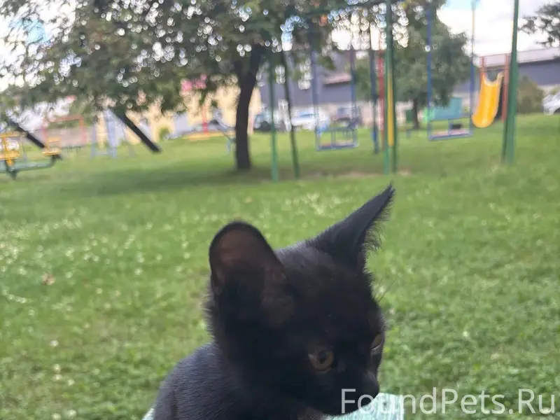 Найден котёнок, парк Ботаника