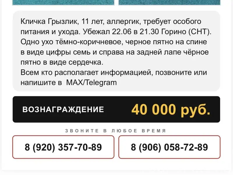 Пропал Джек Рассел Грызуля