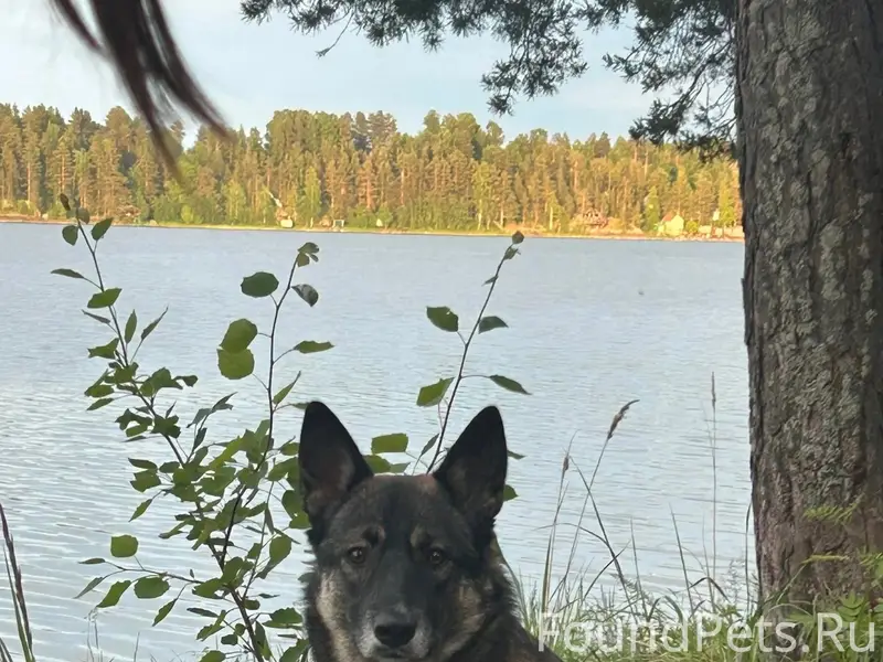 Пропала собака, деревня Вилга