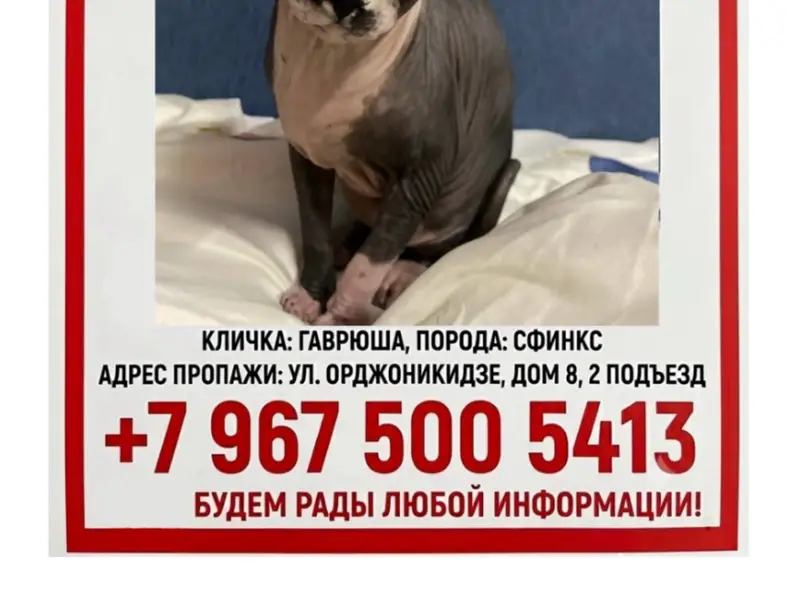 Пропал кот Гаврюша, Орджоникидзе
