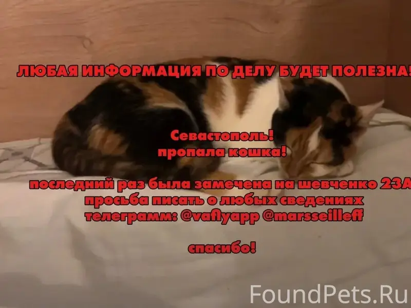 Пропала кошка, Севастополь