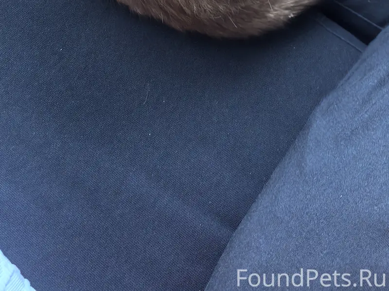 Найден кот