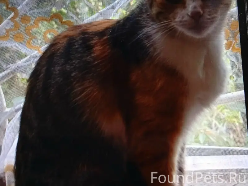 Пропала кошка, потерялась у кафе