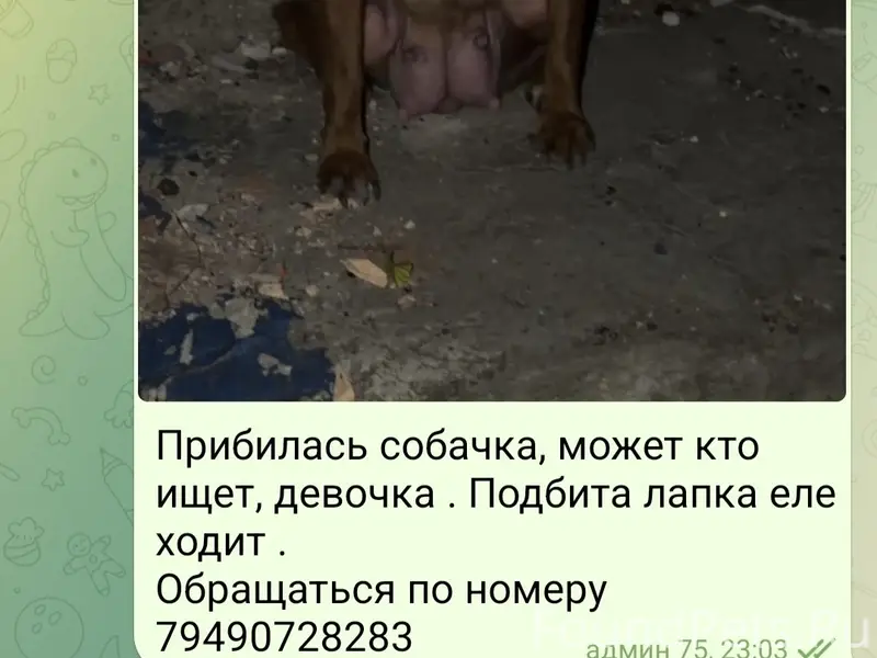 Пропала собака, Пролетарский район, Донецк