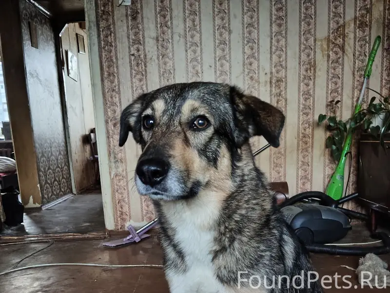 Пропал пёс Тузик, Октябрьская 28