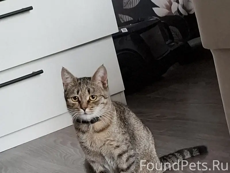 Пропала кошка, район вокзала Арзамас 1