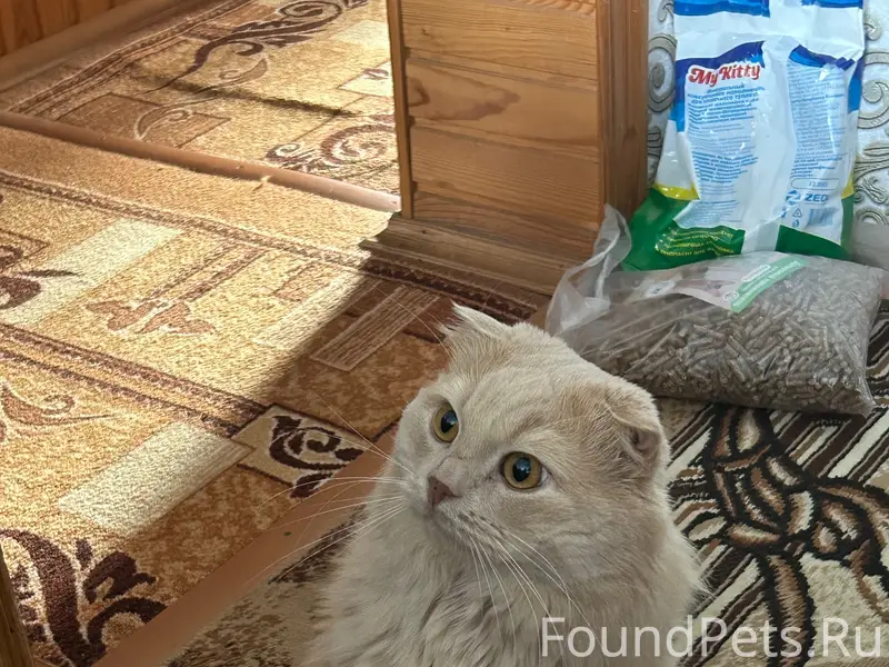 Пропал кот, улица Ленина
