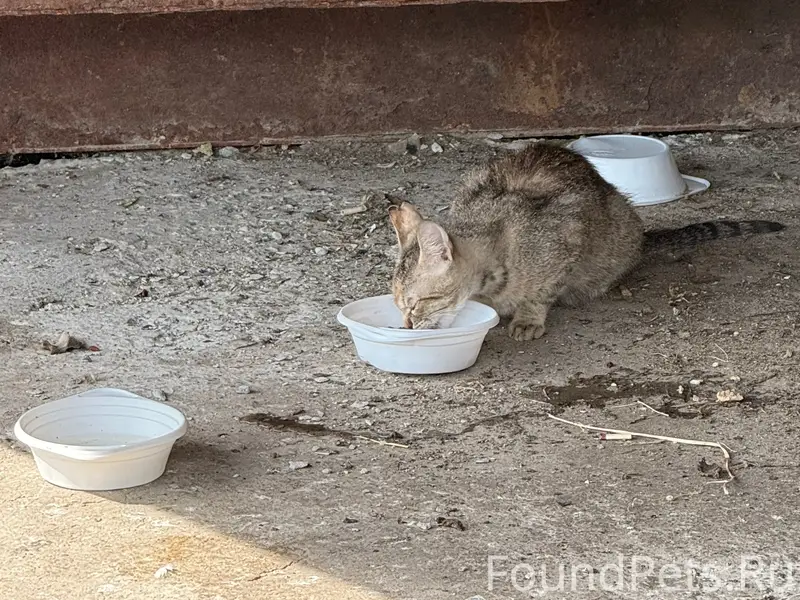 Найден котёнок, предположительно девочка