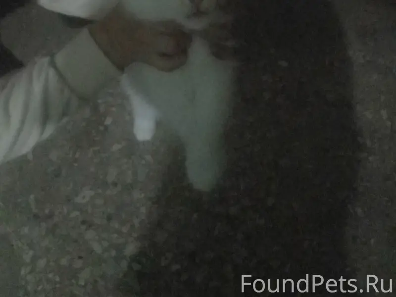 Пропал котёнок, район Балашовской