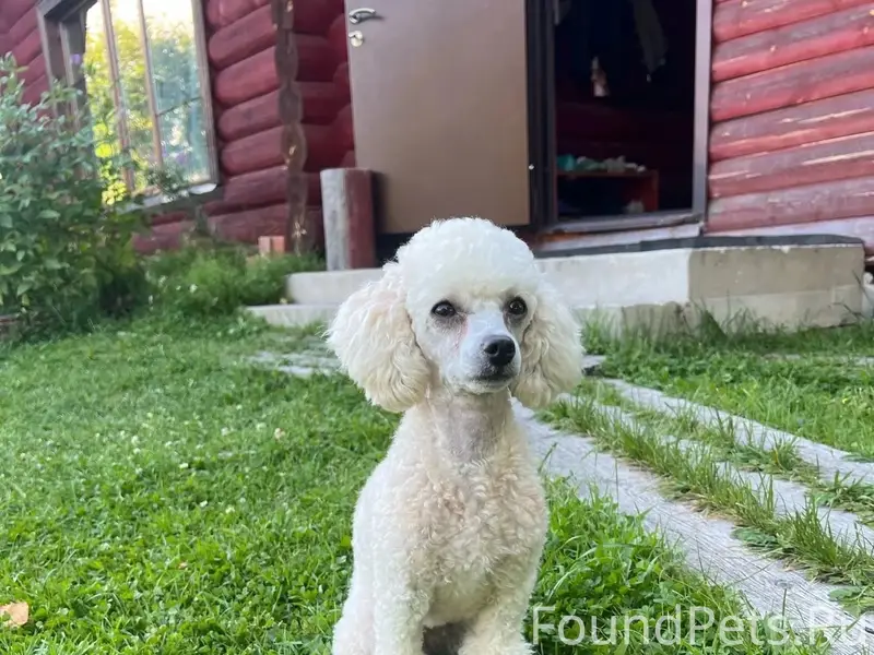 Пропала собака Джесси, с. Шошка