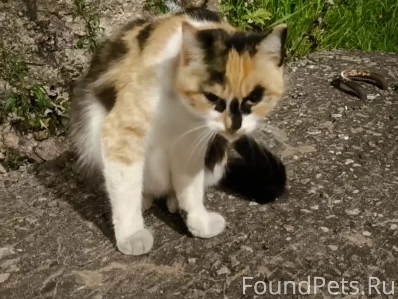 Найдена трёхцветная кошка, Коминтерна 69