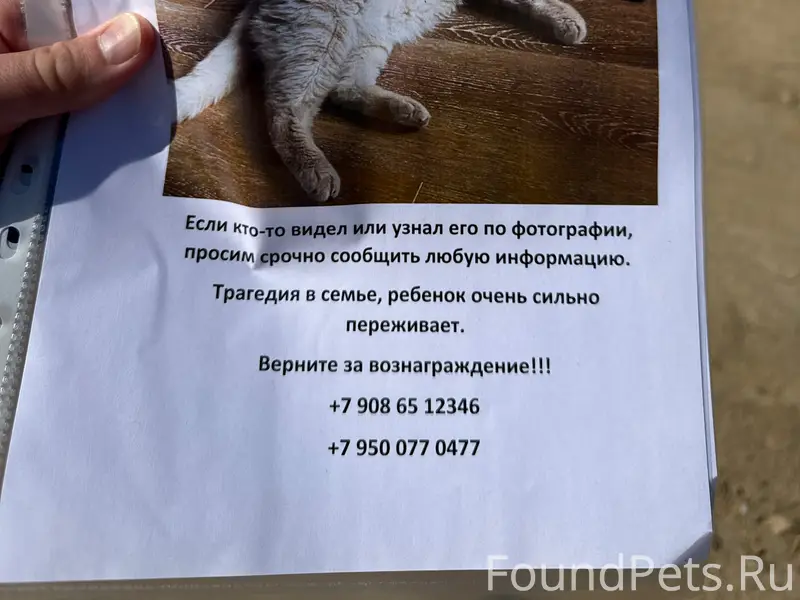 Пропал рыжий кот 14 лет 