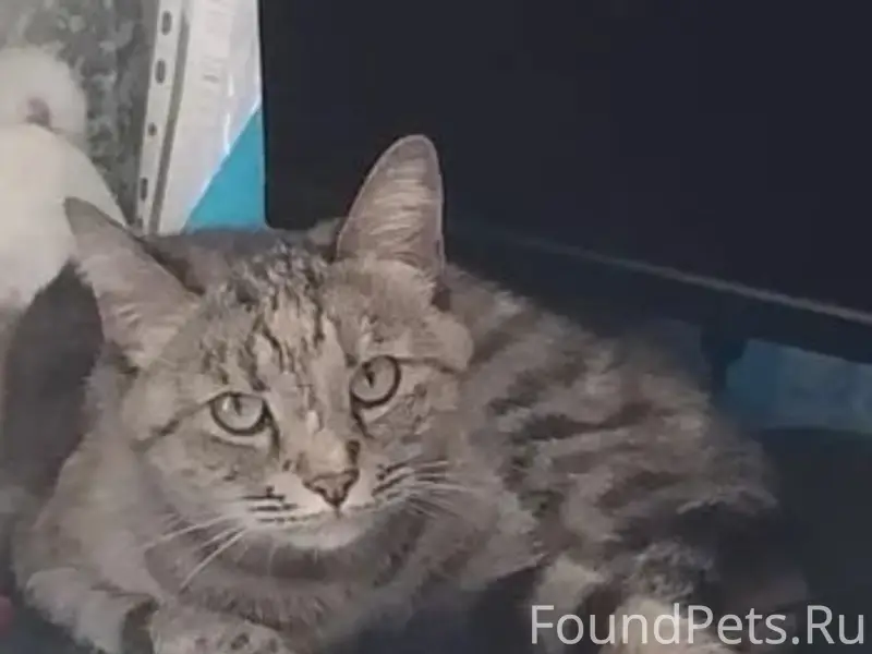 Пропала кошка Соня, Коломна