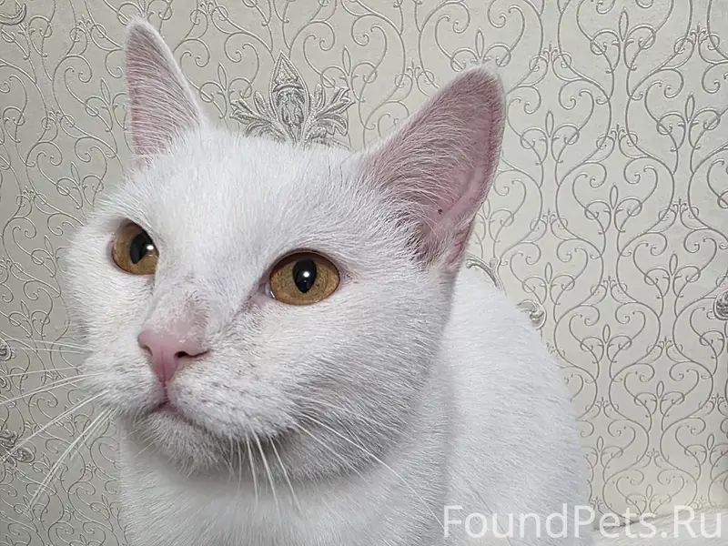 Найдена кошка, явно домашняя