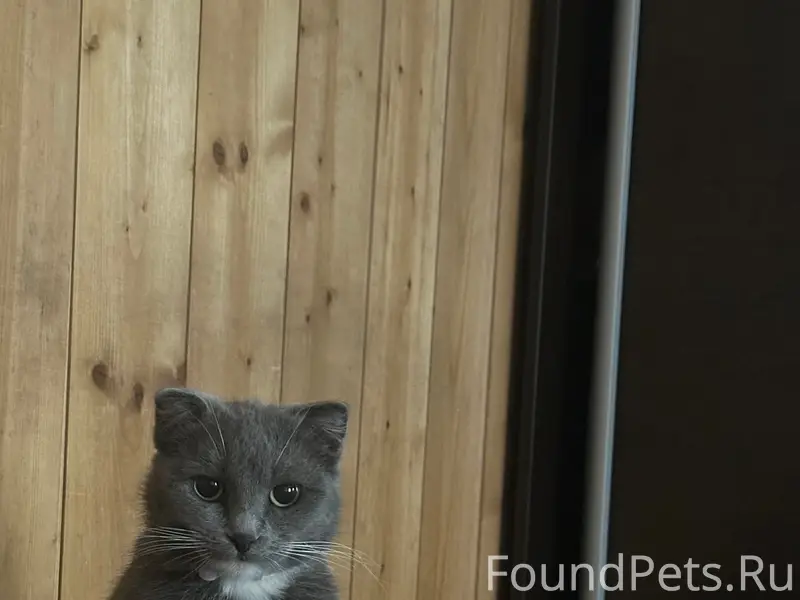 Пропала кошка Ося, улица Силикатная
