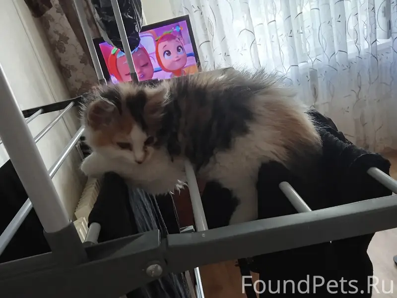 Пропала кошка, микрорайон Макаренко