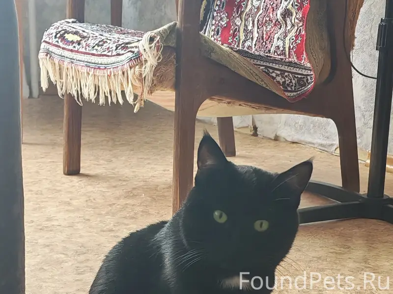 Пропал чёрный кот Люцифер, Тула