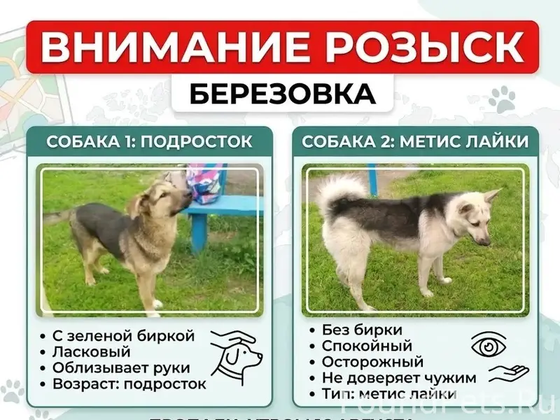 Пропали две собаки, ищем свидетелей