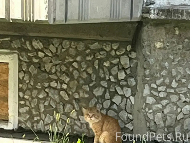 Найден рыжий кот, дом Демакова
