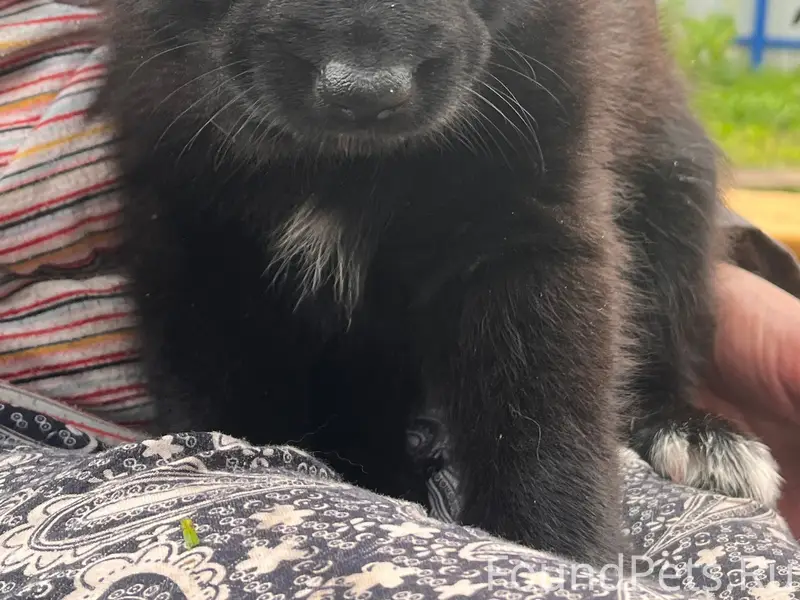 Найден щенок, девочка, около 2 месяцев, СНТ Дружба