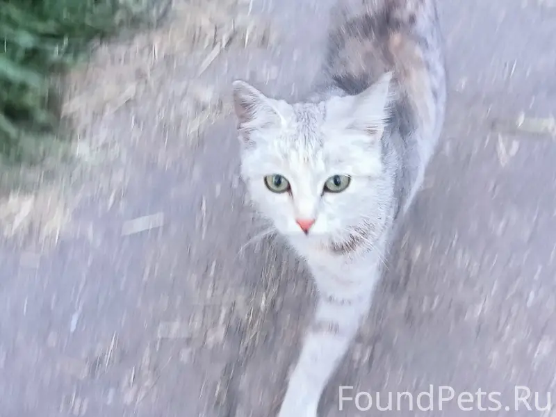 Найдена трёхцветная кошка, предположительно домашняя