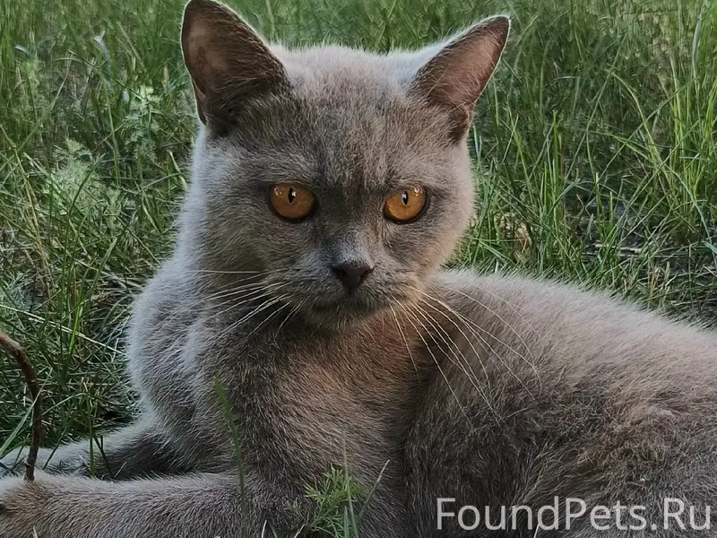 Пропала кошка, Ленина 11
