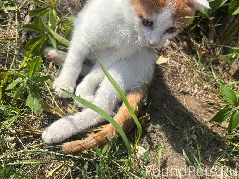 Пропал котёнок, [место не указано]
