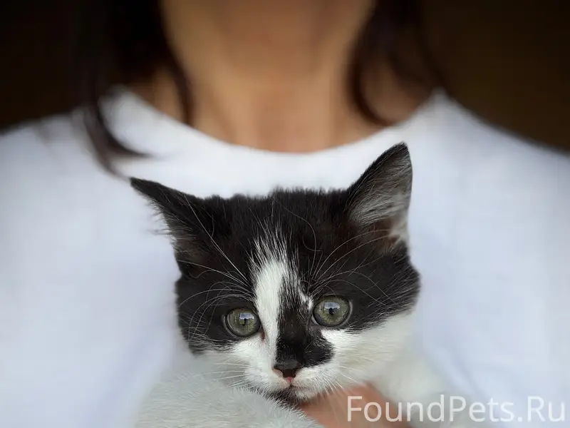 Найдены котята, деревня Пиньгуба