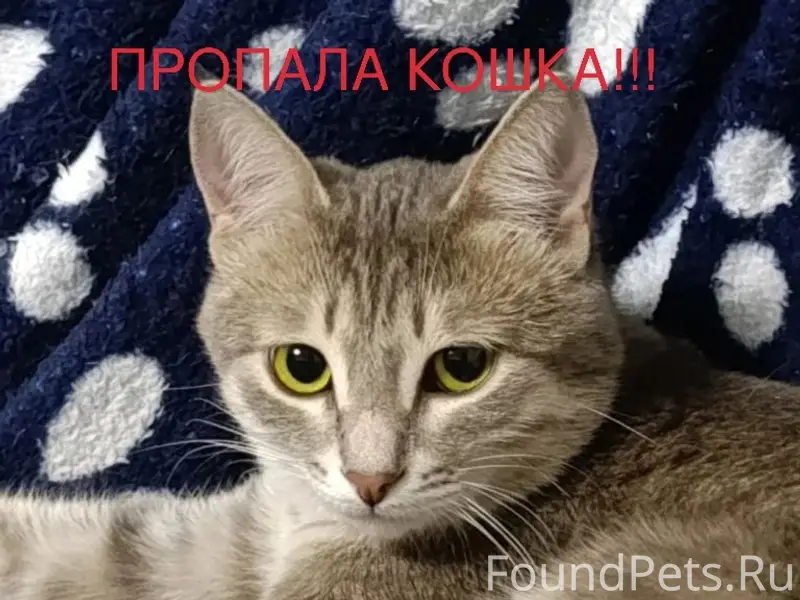 Пропала кошка Рося, Кривое Озеро