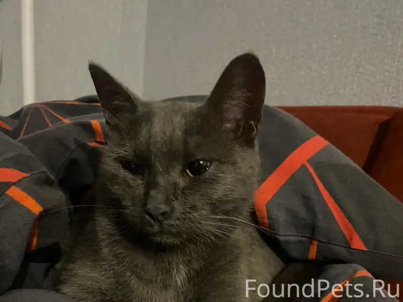 Найдена кошка, ул. Светлова, 31