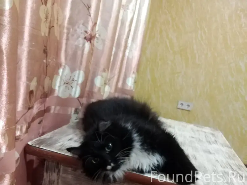 Пропала кошка, пос. Алексеевка