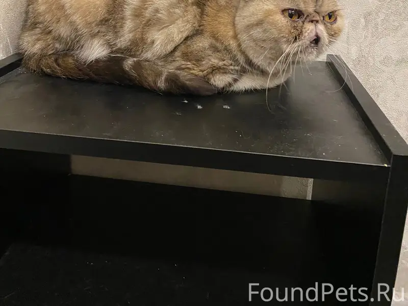 Найдена кошка, район Маяковского